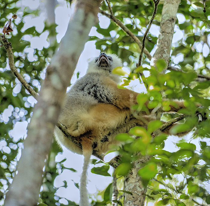 Brown sifaka lemur